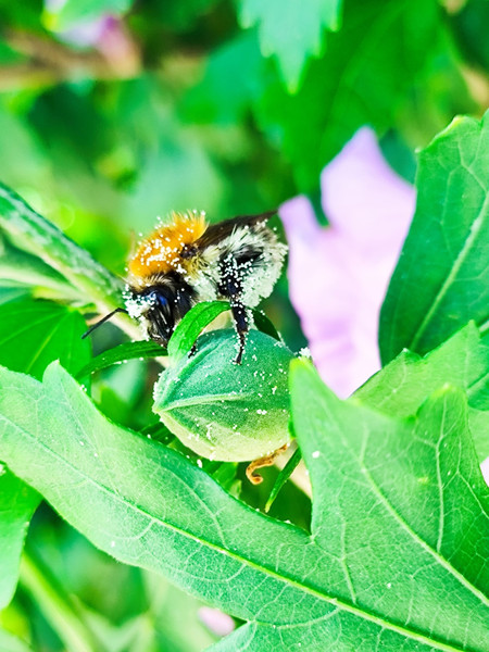 Biodiversité